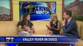 Valley fever in dogs treated with Fluconazole